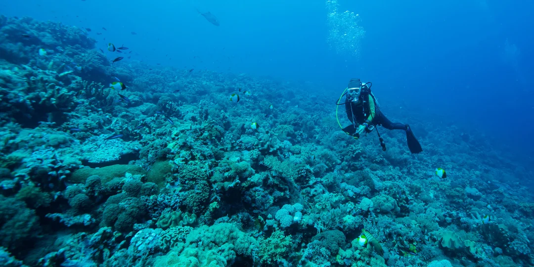 Diving